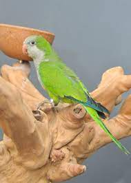 Pallid Quaker (monk) Parrot* — Dna-Sexed, 4 mo, Hand‑Raised