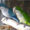 Green Quaker (monk) Parrot* — Dna-Sexed, 10 mo, Hand‑Raised