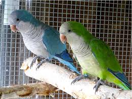 Green Quaker (monk) Parrot* — Dna-Sexed, 10 mo, Hand‑Raised