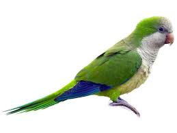 Quaker Parrots for Sale*