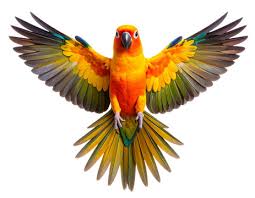 Sun Conures for Sale