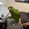 Yellow-naped Amazon — Dna-Sexed, 9 mo, Hand‑Raised
