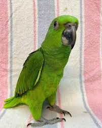 Yellow-naped Amazon — Female, 14 mo, Hand‑Raised