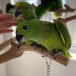 Yellow Naped Amazon Female