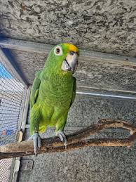 Yellow-naped Amazon — Male, 10 mo, Hand‑Raised