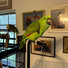 Yellow-naped Amazon — Male, 10 mo, Hand‑Raised