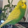 Opaline Budgerigar (budgie) — Male, 14 mo, Hand‑Raised