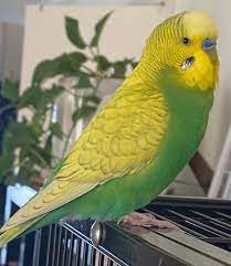 Opaline Budgerigar (budgie) — Male, 14 mo, Hand‑Raised