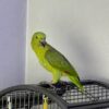 Yellow-naped Amazon — Female, 10 mo, Hand‑Raised