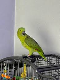 Yellow-naped Amazon — Female, 10 mo, Hand‑Raised