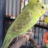 Albino Budgerigar (budgie) — Dna-Sexed, 3 mo, Hand‑Raised