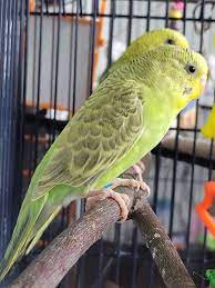 Albino Budgerigar (budgie) — Dna-Sexed, 3 mo, Hand‑Raised