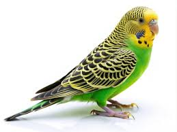 Budgies (Parakeets) for Sale