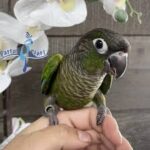 Cinnamon Green-cheeked Conure — Female, 8 mo, Hand‑Raised