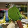Turquoise Green-cheeked Conure — Female, 15 mo, Hand‑Raised