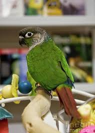 Turquoise Green-cheeked Conure — Female, 15 mo, Hand‑Raised