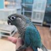 Cinnamon Green-cheeked Conure — Male, 10 mo, Hand‑Raised