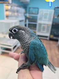 Cinnamon Green-cheeked Conure — Male, 10 mo, Hand‑Raised