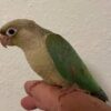 Cinnamon Green-cheeked Conure — Dna-Sexed, 10 mo, Hand‑Raised