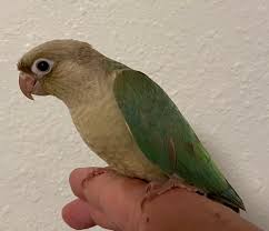 Cinnamon Green-cheeked Conure — Dna-Sexed, 10 mo, Hand‑Raised