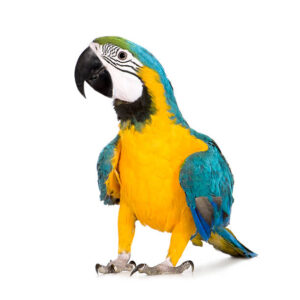 Blue and Gold Macaws for Sale