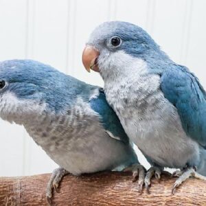 Blue Quaker (monk) Parrot* — Female, 13 mo, Hand‑Raised