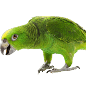 Yellow-naped Amazons for Sale